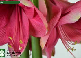 hippeastrum Adele ® (3)